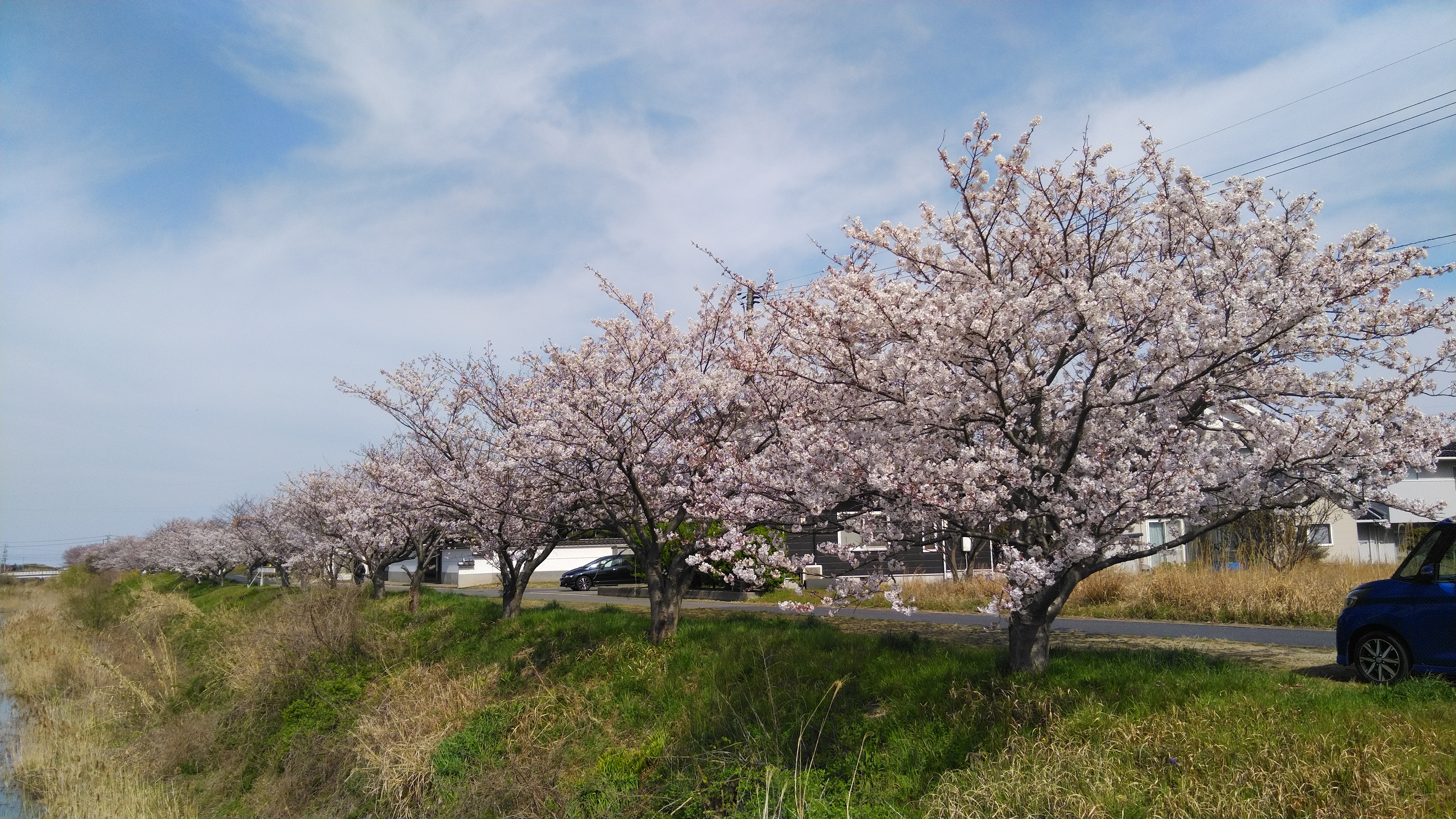 ３４．水尻川沿いの桜